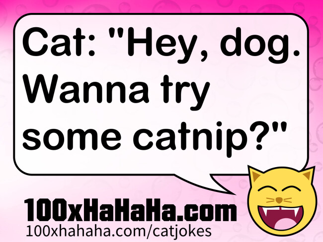 Cat: "Hey, dog. Wanna try some catnip?"
