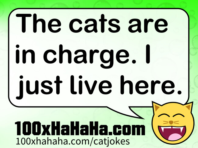 The cats are in charge. I just live here.