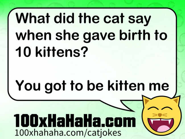 What did the cat say when she gave birth to 10 kittens? / / You got to be kitten me
