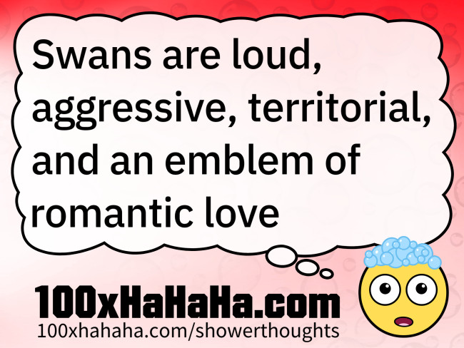 Swans are loud, aggressive, territorial, and an emblem of romantic love