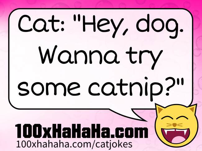 Cat: "Hey, dog. Wanna try some catnip?"