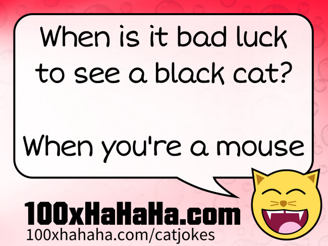 When is it bad luck to see a black cat? / / When you're a mouse