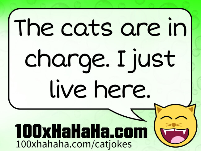 The cats are in charge. I just live here.
