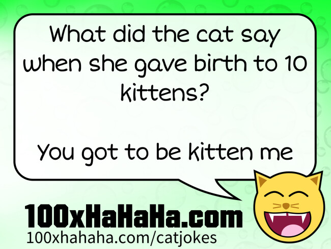 What did the cat say when she gave birth to 10 kittens? / / You got to be kitten me