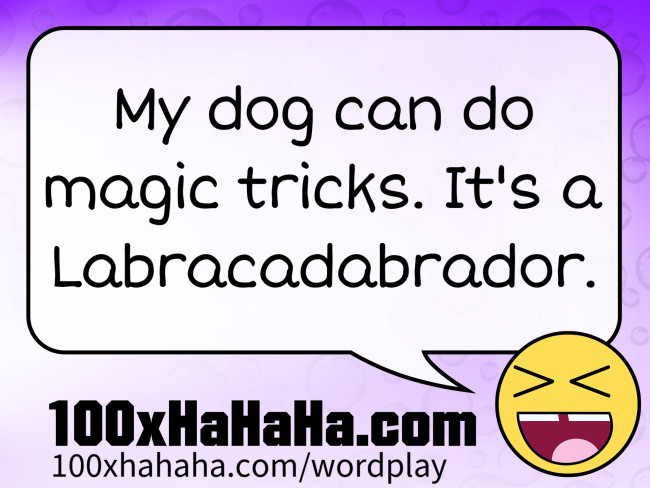 My dog can do magic tricks. It's a Labracadabrador.