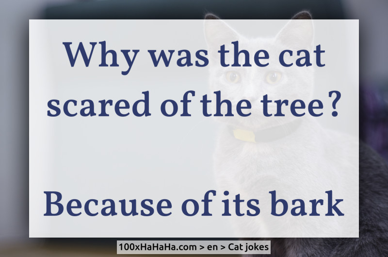 Why was the cat scared of the tree? / / Because of its bark