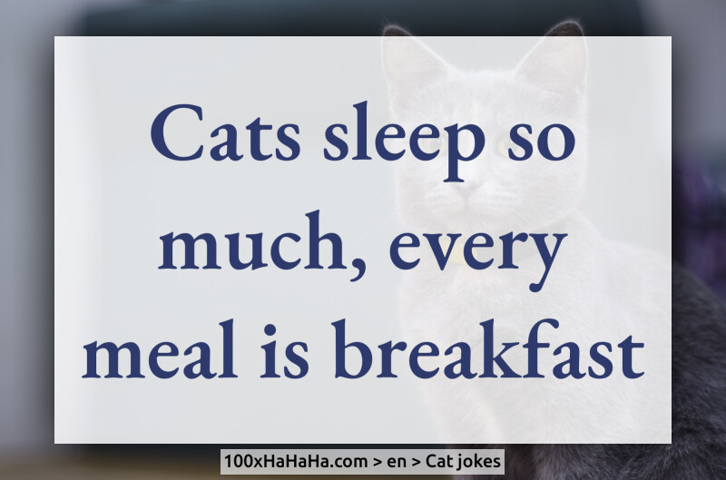 Cats sleep so much, every meal is breakfast