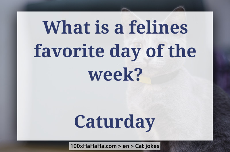What is a felines favorite day of the week? / / Caturday