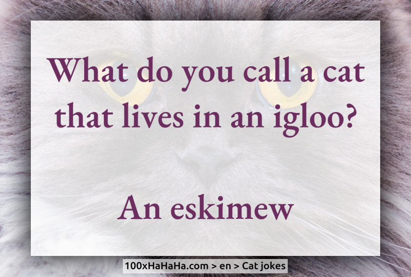 What do you call a cat that lives in an igloo? / / An eskimew