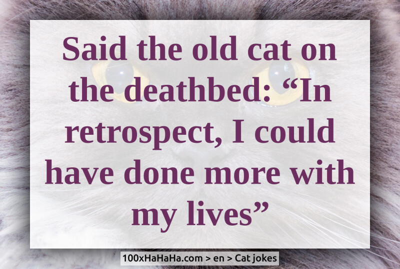 Said the old cat on the deathbed: "In retrospect, I could have done more with my lives"
