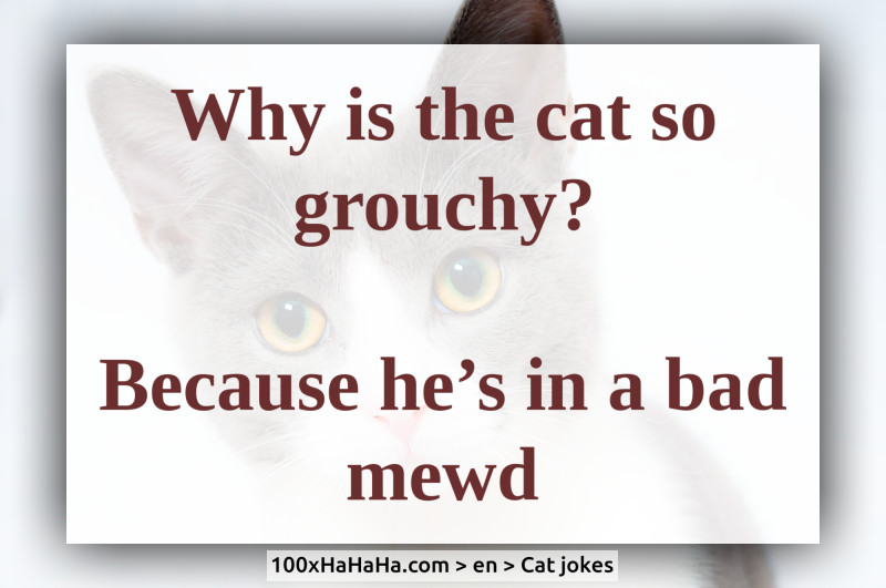 Why is the cat so grouchy? / / Because he's in a bad mewd