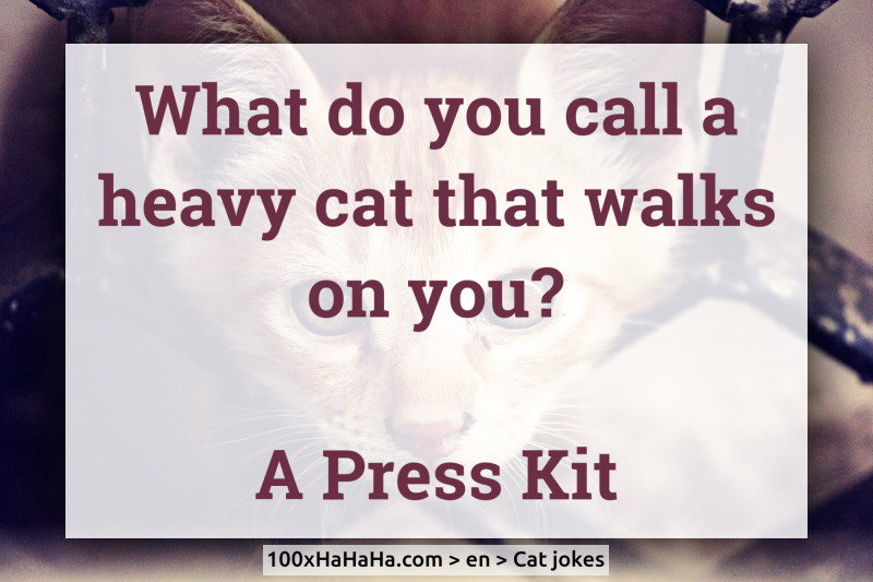 What do you call a heavy cat that walks on you? / / A Press Kit