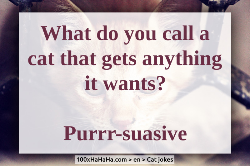 What do you call a cat that gets anything it wants? / / Purrr-suasive