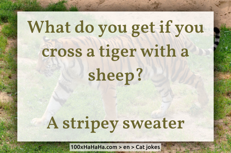 What do you get if you cross a tiger with a sheep? / / A stripey sweater