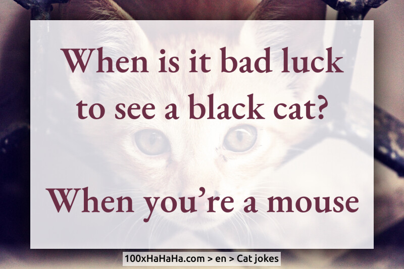 When is it bad luck to see a black cat? / / When you're a mouse