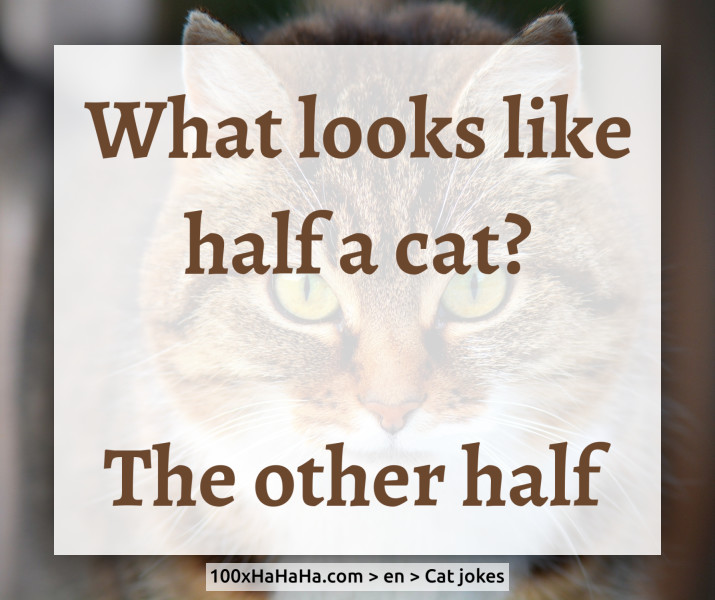 What looks like half a cat? / / The other half
