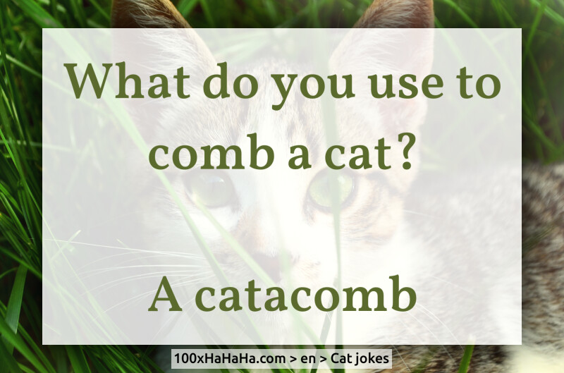 What do you use to comb a cat? / / A catacomb