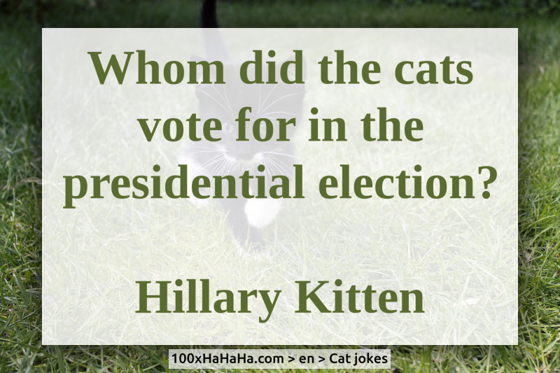 Whom did the cats vote for in the presidential election? / / Hillary Kitten