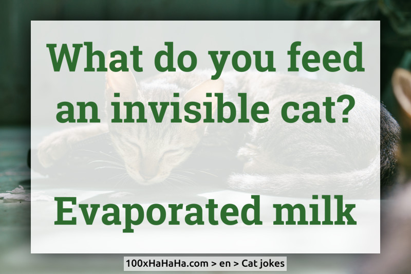 What do you feed an invisible cat? / / Evaporated milk
