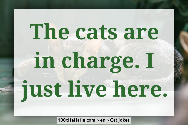 The cats are in charge. I just live here.