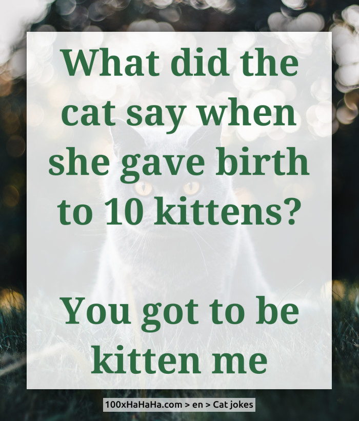 What did the cat say when she gave birth to 10 kittens? / / You got to be kitten me