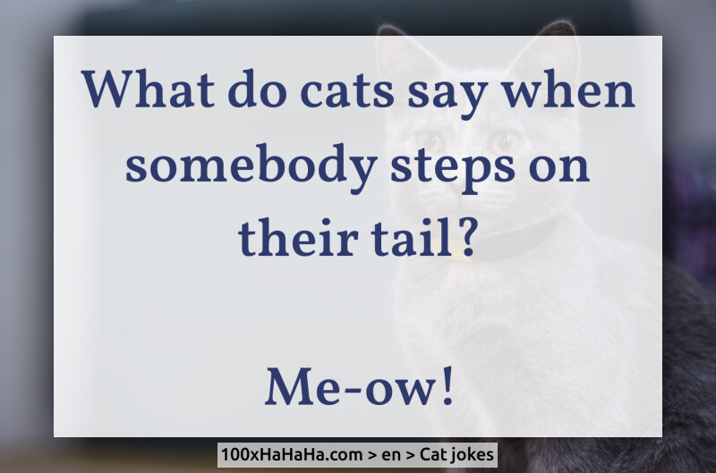 What do cats say when somebody steps on their tail? / / Me-ow!