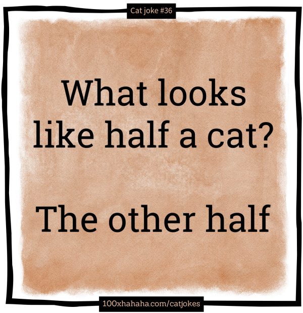 What looks like half a cat? / / The other half