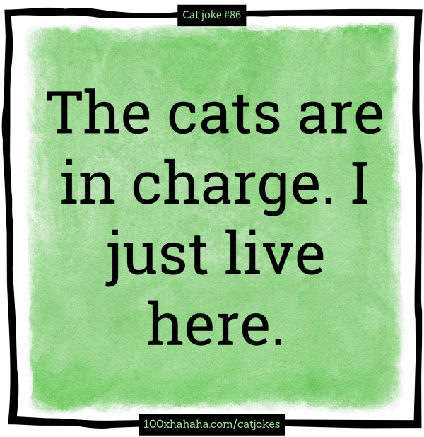 The cats are in charge. I just live here.