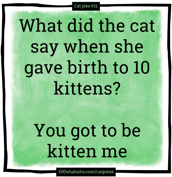 What did the cat say when she gave birth to 10 kittens? / / You got to be kitten me