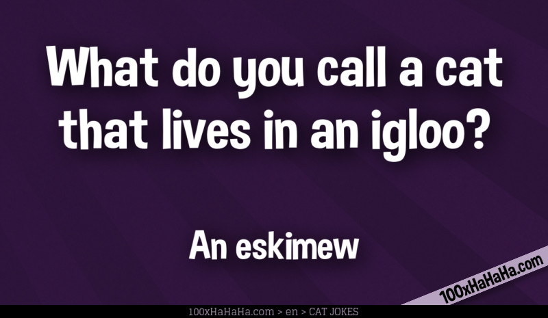 What do you call a cat that lives in an igloo? / / An eskimew