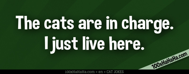 The cats are in charge. I just live here.