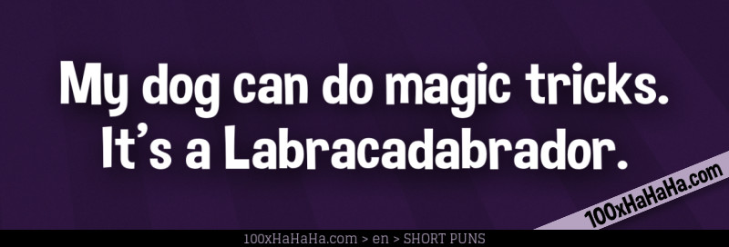 My dog can do magic tricks. It's a Labracadabrador.