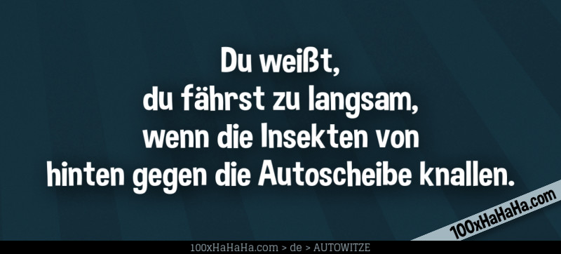 Du weisst, du faehrst zu langsam, wenn die Insekten von hinten gegen die Autoscheibe knallen.