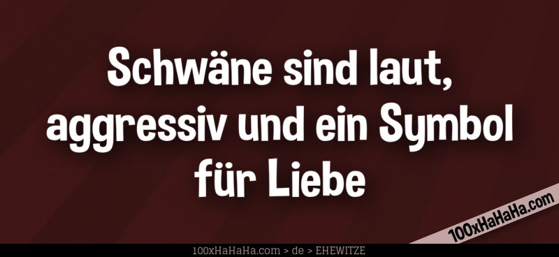 Schwaene sind laut, aggressiv und ein Symbol fuer Liebe