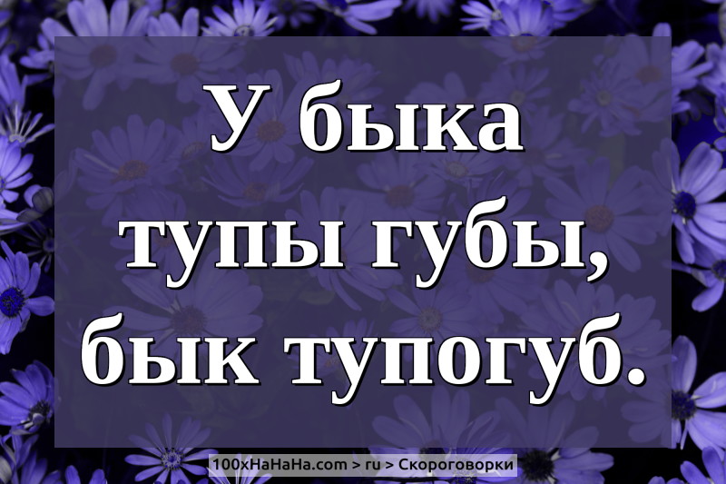 U byka tupy guby, byk tupogub.