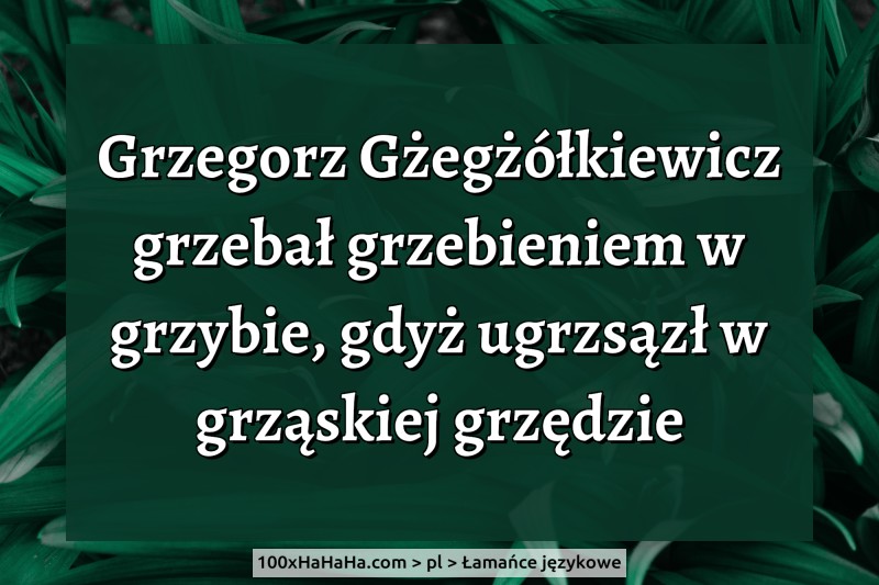 Grzegorz Gzegzolkiewicz grzebal grzebieniem w grzybie, gdyz ugrzsazl w grzaskiej grzedzie